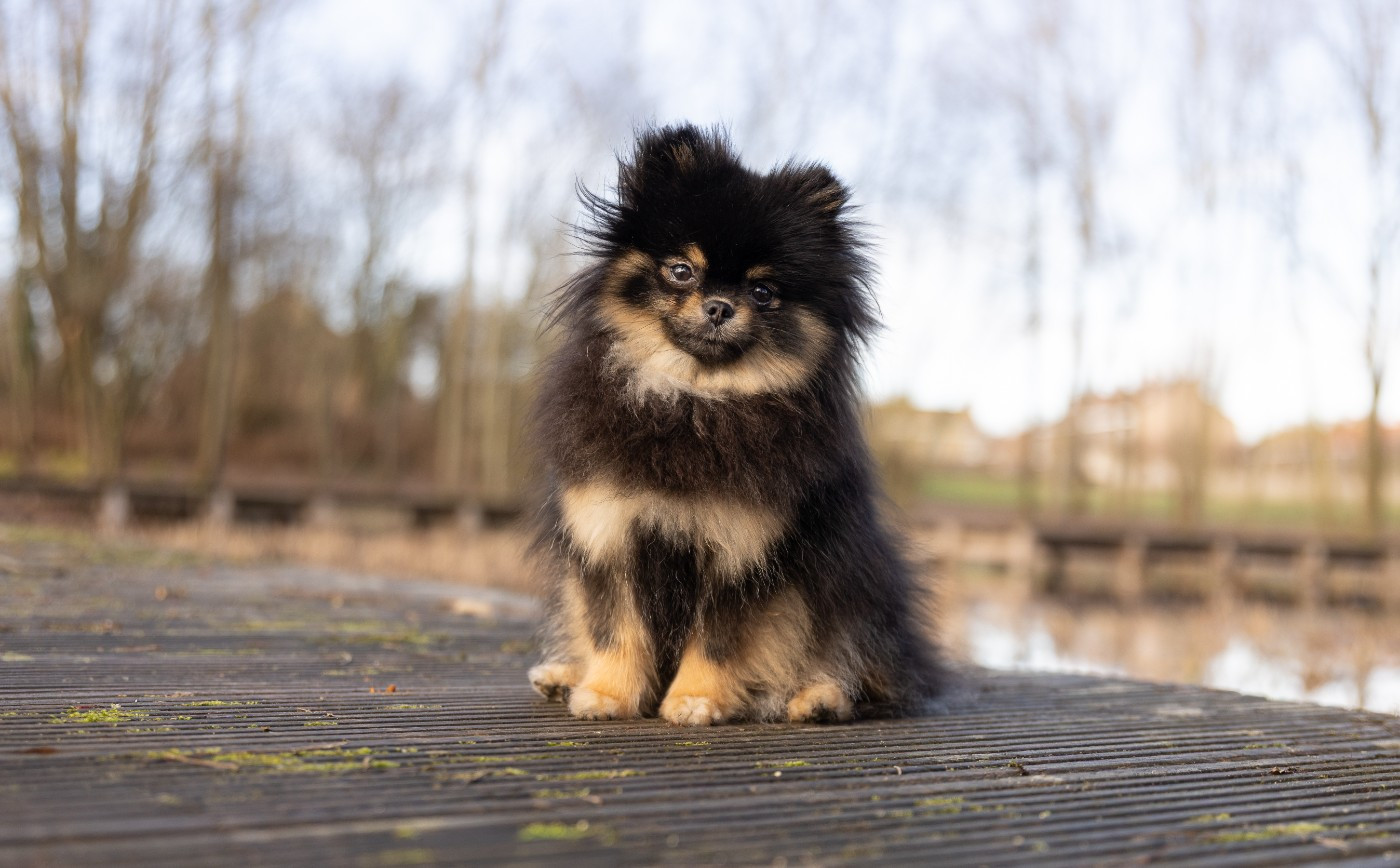 CH. believe dream shine blair waldorf