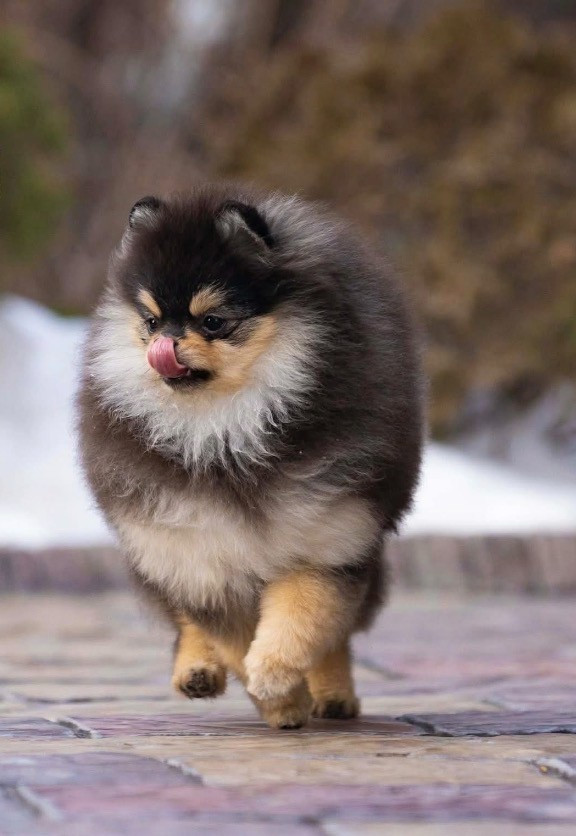 intrigue anna iz zolotogo sunduchka