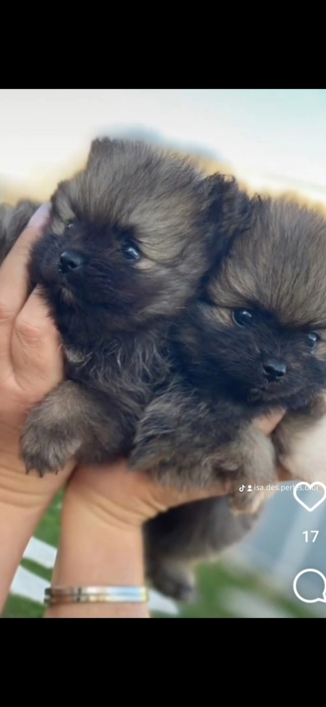 les chiots nés chez moi