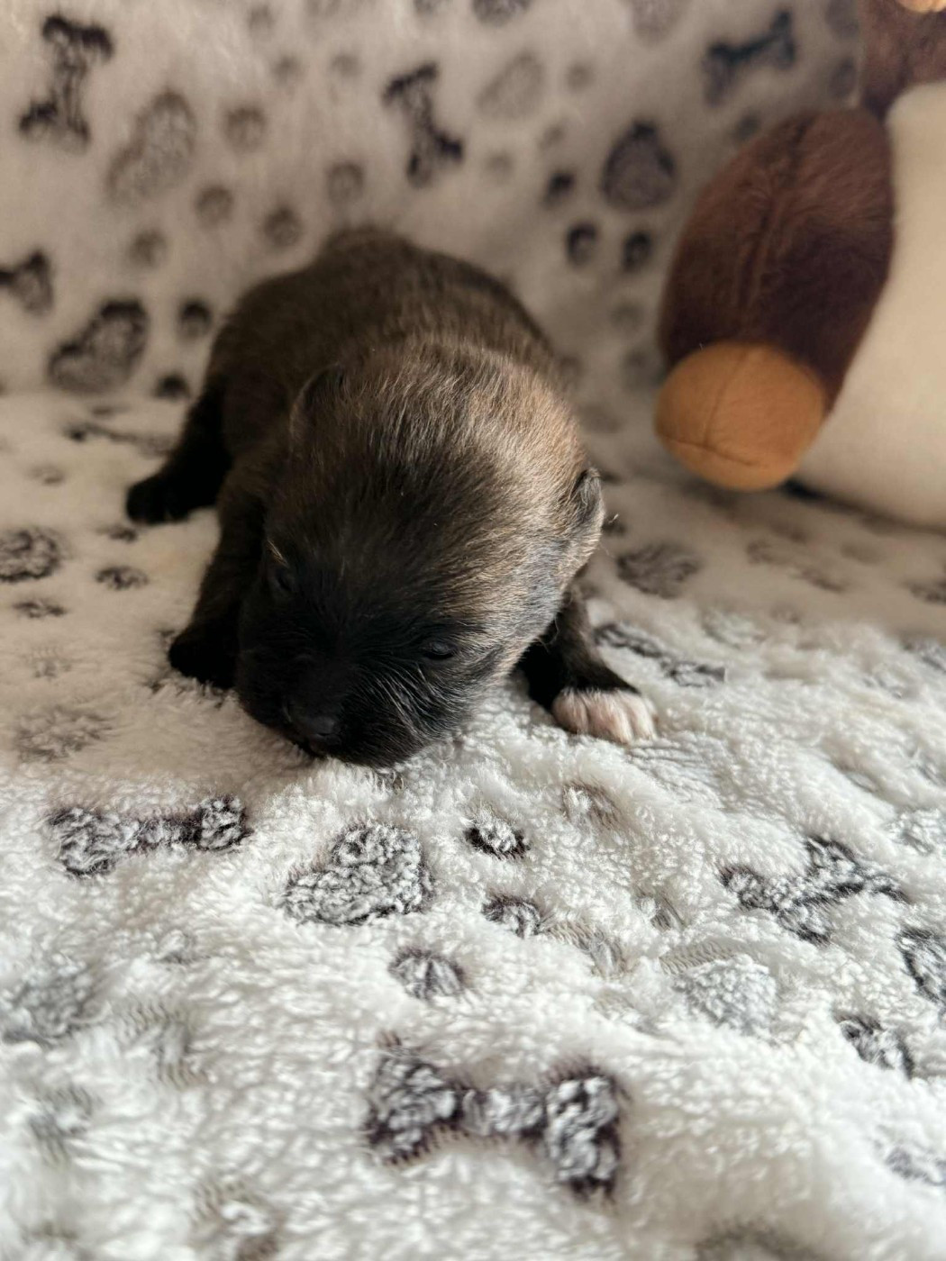 Isabelle Dorchies - Chiots disponibles - Spitz allemand