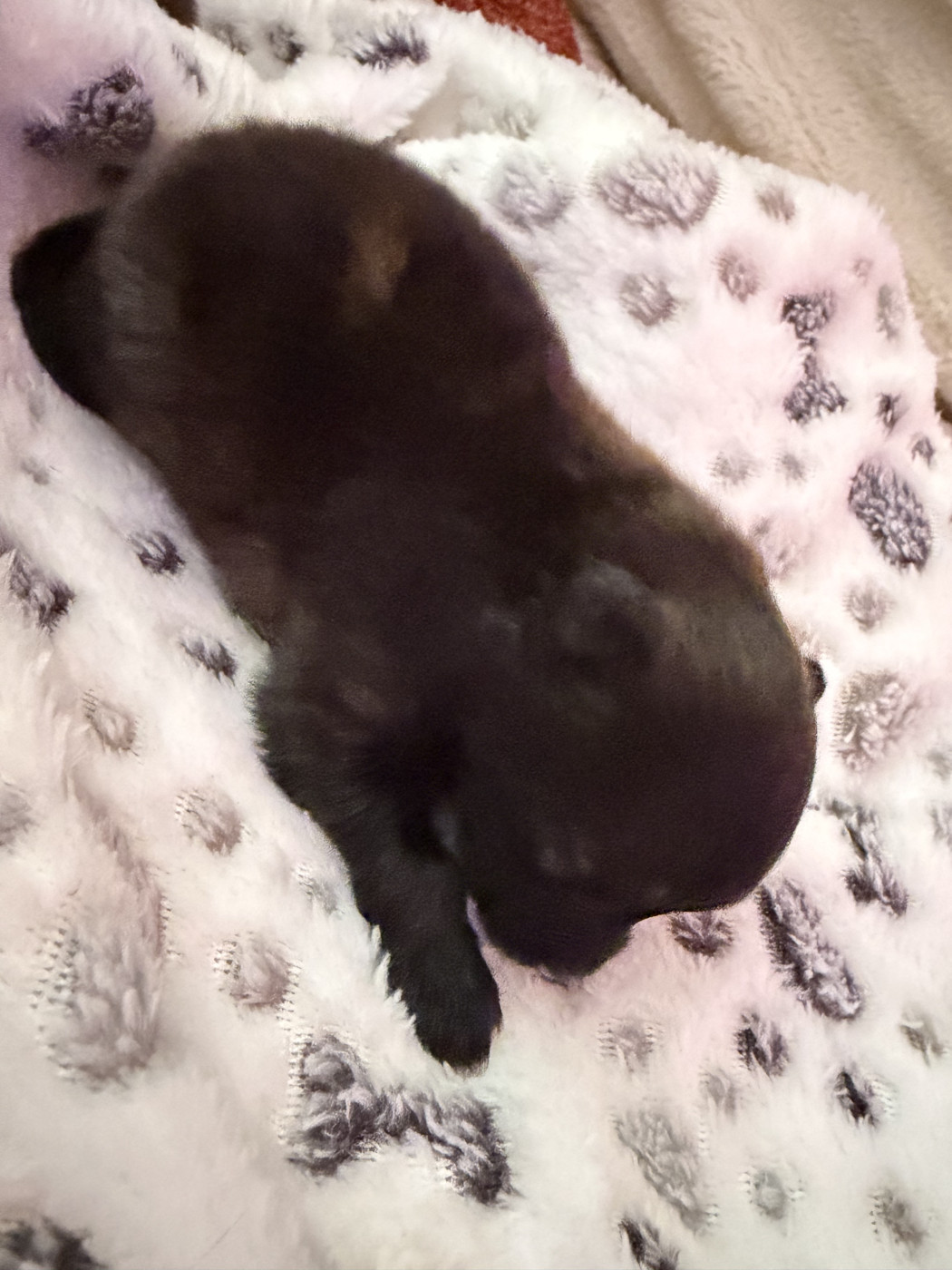 Isabelle Dorchies - Chiots disponibles - Spitz allemand