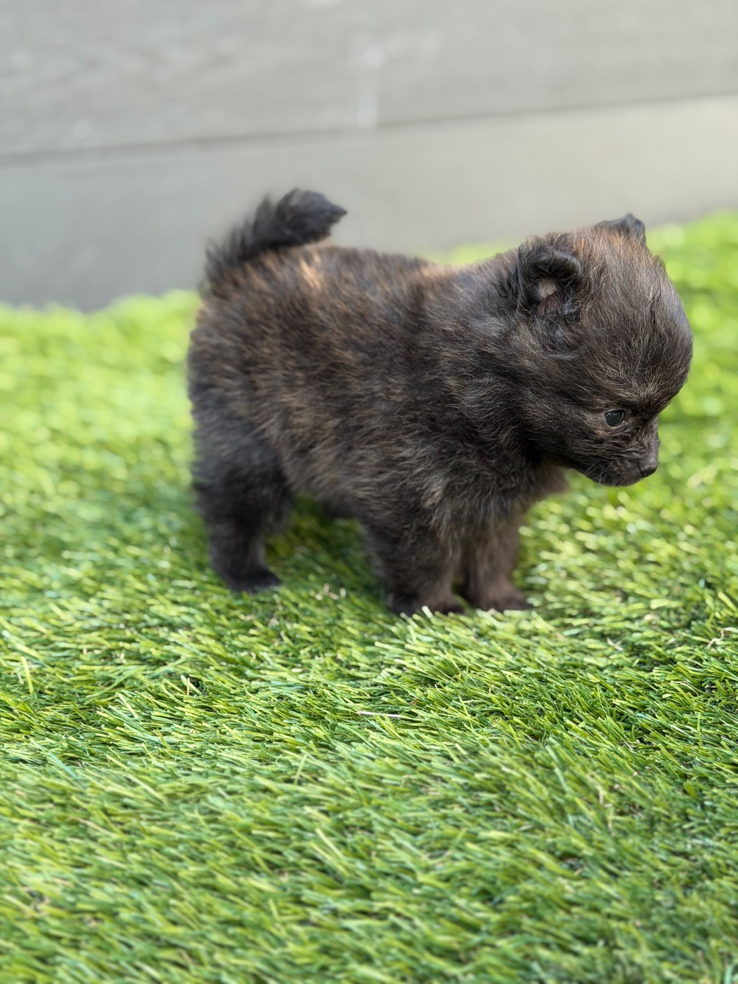 Isabelle Dorchies - Chiots disponibles - Spitz allemand